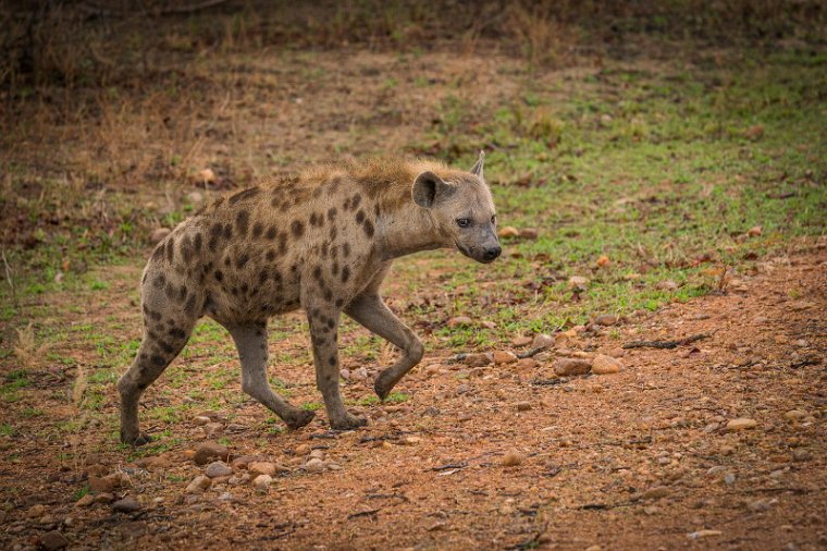 109 Zambia, South Luangwa NP, gevlekte hyena.jpg